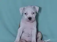 Американский стаффордширский терьер, фотография 5