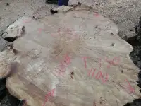 Слэбы от производителя из дуба, шпальтового бука, капового тополя, вербы, капового карагача, ясеня., фотография 8