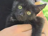 Отдам котёнка в добрые руки