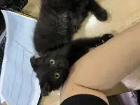 Котенок, кошка. Отдам котенка в хорошие руки бесплатно!, фотография 4