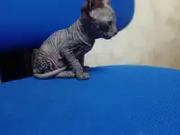 Очень ласковая кошечка сфинкс, ждёт своих хозяев!!!, фотография 8