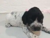 Готовятся к продаже щенки Русского спаниеля, фотография 4