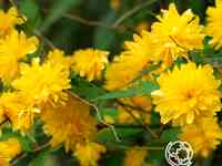 Керрия ауреовариегата японская