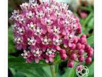 Ваточник инкарната Синдерелла