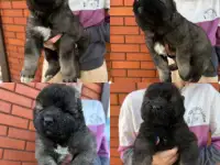 Щенки Кавказкой овчарки, фотография 2