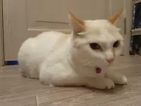 Девочка Лора, ищет новую семью