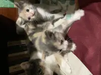 Отдам котят в хорошие руки