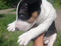 Миниатюрный бультерьер, фотография 7