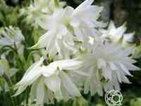 Аквилегия Вайт Барлоу