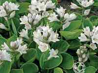 Хоста монстр ирс (m)