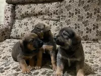 Породистые щенки, фотография 7