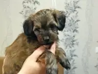 Продажа мальтипу, фотография 3