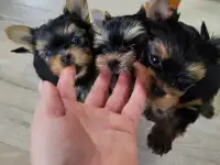 Продаются щенки йоркширского терьера, фотография 3