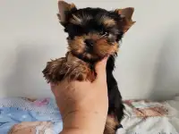 Продаются щенки йоркширского терьера, фотография 8