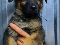 Щенки немецкой овчарки зонарного и черного окрасов, фотография 2