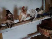 Голуби, фотография 3