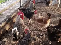 Дача с 2 домами, с/о Вагонник, 59, фотография 3