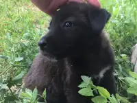 Красивые щенки ищут любящих хозяев, фотография 2