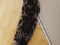 Продаются Шотландские котята, фотография 8