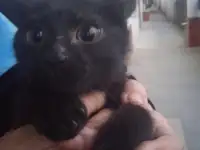 Отдам в добрые руки котика маленького,очень игривый и ласквый ,возраст 3 месяца, фотография 4