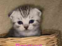 Продам котят мальчиков и девочек., фотография 3