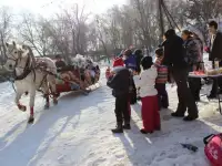 продам сани большие под лошадь, фотография 7