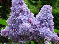 Сирень карпе дием