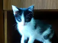 Отдам мальчика в самые надёжные руки, фотография 2