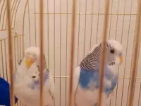 Продам попугайчиков волнистых пару можно раздельно с клетками и аксессуарами, фотография 2