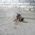 Пропала собака в районе Курмыш парода немецкая овчарка (девочка 3мес) просим вернуть за вознаграждение
