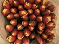 Тюльпаны премиум класса оптом к 8 марта, фотография 3