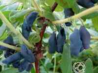 Жимолость Парабельская