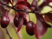 Слива растопыренная