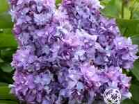 Сирень небо москвы