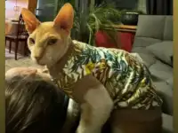 Пропал кот СФИНКС рыжий велюровый Вознаграждение 200.000, фотография 2