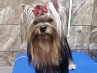 Щенки йоркширского терьера, фотография 4