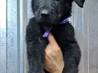 Щенки немецкой овчарки с шикарной родословной, фотография 2