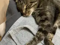 Отдам кошку Дымку Астана, фотография 4