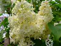 Сирень примроуз