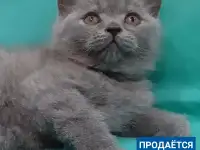 Британские котята, фотография 2