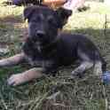Продам щенков Восточно-Европейской овчарки, фотография 8