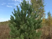 Семена сосны обыкновенной, фотография 3