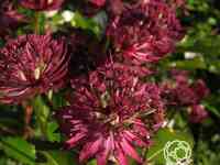 Астранция крупная