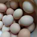 Яйца по 60тг