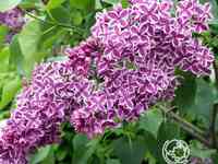 Сирень сенсация на штамбе 80 см