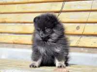 Щенки померанского шпица, фотография 3