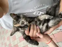Отдам 1.5месячных котят в добрые руки, фотография 4