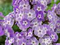 Флокс метельчатый Катерина