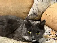 Отдам в добрые руки кошечку подростка , ласковая и нежная, Дымка . Отдаю в связи с переездом, фотография 2