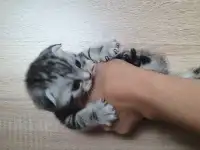 Продам шотландских котят, фотография 3